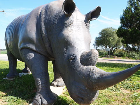 Tailem Bend Rhino Park And Dickson Reserve - Northern Rivers Accommodation 0