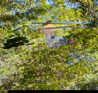 TreeTop Crazy Rider