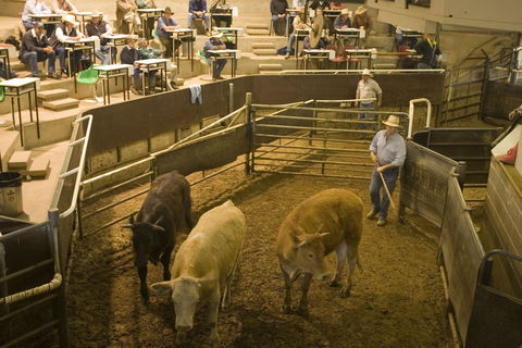 Wagga Wagga Livestock Marketing Centre - Northern Rivers Accommodation 0