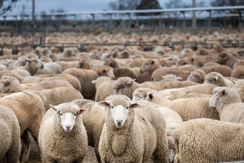 Wagga Wagga Livestock Marketing Centre - Northern Rivers Accommodation 1