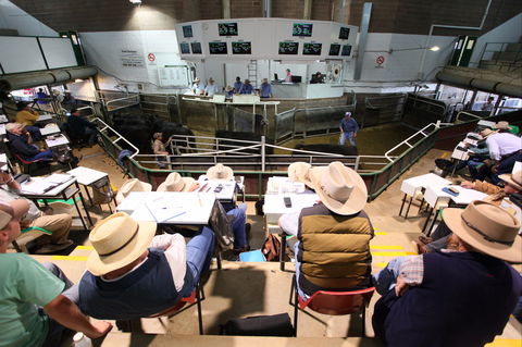 Wagga Wagga Livestock Marketing Centre - Northern Rivers Accommodation 2