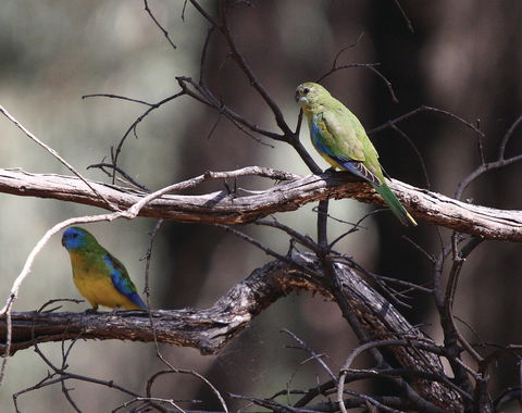 Warby-Ovens National Park - Northern Rivers Accommodation 0
