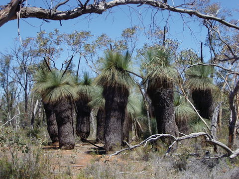 Warby-Ovens National Park - Northern Rivers Accommodation 2