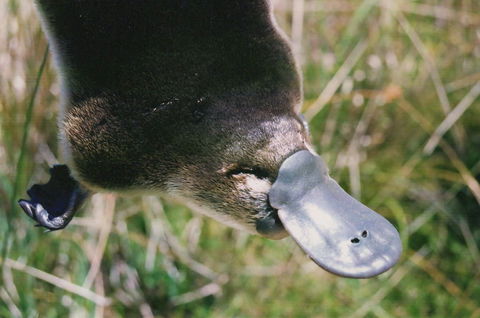 Warrawong Wildlife Sanctuary - Northern Rivers Accommodation 0