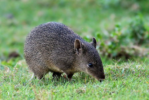Warrawong Wildlife Sanctuary - Northern Rivers Accommodation 1