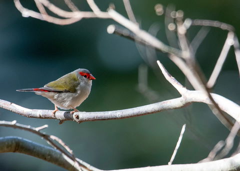 Warrawong Wildlife Sanctuary - Northern Rivers Accommodation 2