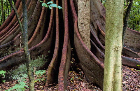 Wingham Brush Nature Reserve - Northern Rivers Accommodation 0