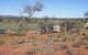 Winnecke Goldfield Cemetery - thumb 0
