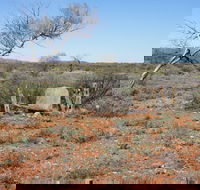 Winnecke Goldfield Cemetery - Northern Rivers Accommodation