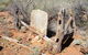 Winnecke Goldfield Cemetery - thumb 1