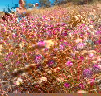 Wineries and Wildflowers - Northern Rivers Accommodation