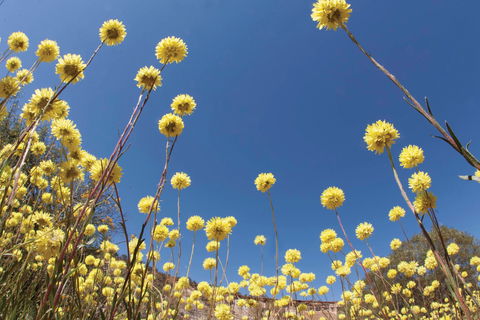 Wineries And Wildflowers - Northern Rivers Accommodation 2