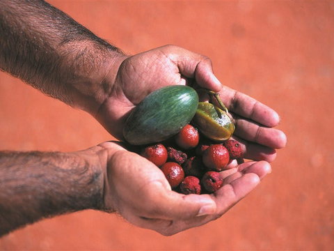 Alice Springs And Surrounds - Northern Rivers Accommodation 1