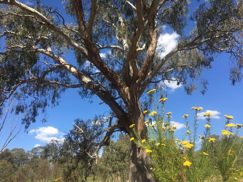 Euroa Arboretum - Northern Rivers Accommodation 0