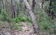 Frere's Crossing Bushwalk - thumb 2
