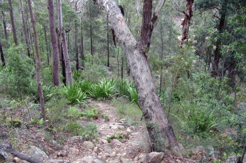 Frere's Crossing Bushwalk - Northern Rivers Accommodation 2