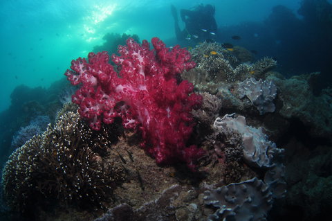 Luncheon Bay Dive Site - Northern Rivers Accommodation 0
