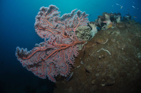 Luncheon Bay Dive Site - Northern Rivers Accommodation 1