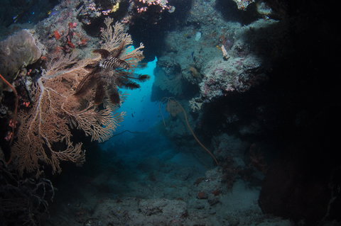 Luncheon Bay Dive Site - Northern Rivers Accommodation 2