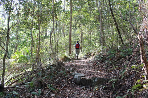 Morelia Walking Track, D'Aguilar National Park - Northern Rivers Accommodation 1