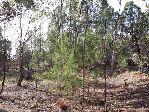 Pioneer Park - Northern Rivers Accommodation 2