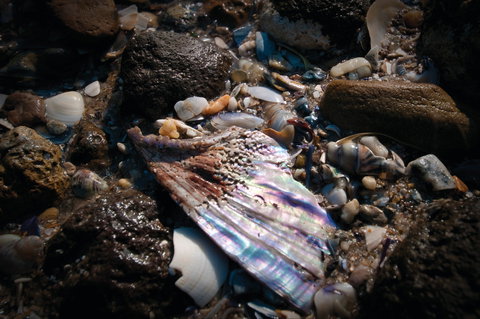 Point Cook Marine Sanctuary - Northern Rivers Accommodation 1