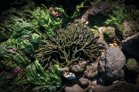 Point Cook Marine Sanctuary - Northern Rivers Accommodation 2