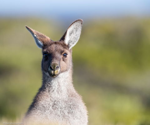 The Sole Walk At Hillocks Drive - Northern Rivers Accommodation 1