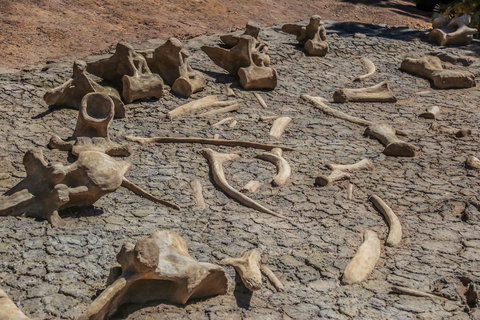 Australian Age Of Dinosaurs - Northern Rivers Accommodation 2