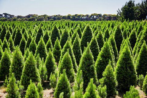 Christmas Tree Farm - Northern Rivers Accommodation 0