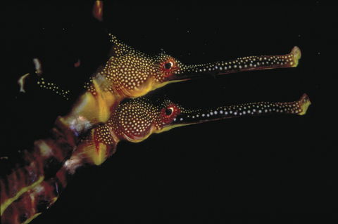 Eagle Rock Marine Sanctuary - Northern Rivers Accommodation 0