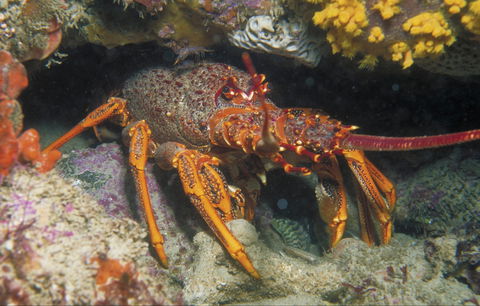Eagle Rock Marine Sanctuary - Northern Rivers Accommodation 1