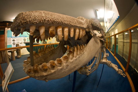 Eden Killer Whale Museum - Northern Rivers Accommodation 0