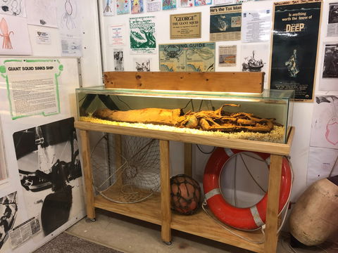 George The Giant Squid Display, Wallaroo - Northern Rivers Accommodation 0