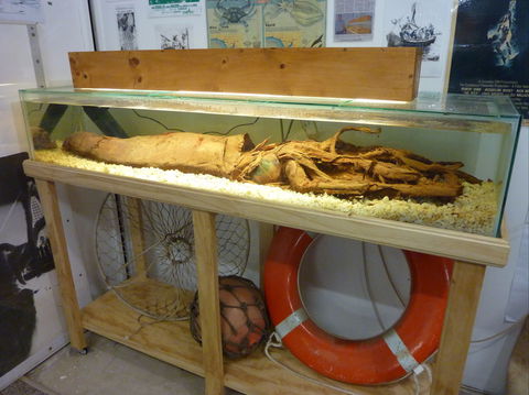 George The Giant Squid Display, Wallaroo - Northern Rivers Accommodation 1