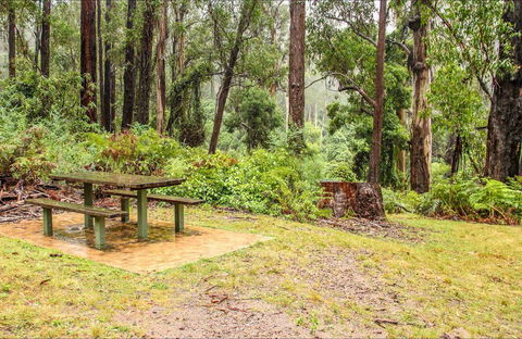 Goodenia Rainforest Picnic Area - Northern Rivers Accommodation 0