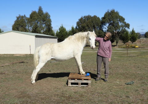 Horses Teaching Humans - Northern Rivers Accommodation 1