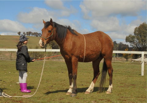 Horses Teaching Humans - Northern Rivers Accommodation 2