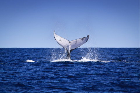 Humpback Whales - Northern Rivers Accommodation 0
