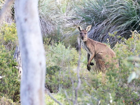 Kaiserstuhl Conservation Park - Northern Rivers Accommodation 0
