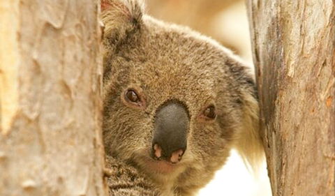 Koala Reserve - Northern Rivers Accommodation 0