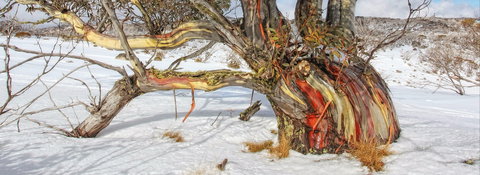 Kramer Photography Rainforest Gallery - Northern Rivers Accommodation 1