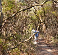 Lyrebird Dell walking track - Northern Rivers Accommodation