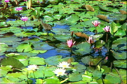 Mt Coot-tha Tourist Drive - Northern Rivers Accommodation 1