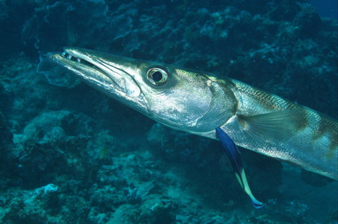Norman Reef Dive Site - Northern Rivers Accommodation 0