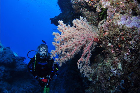 Norman Reef Dive Site - Northern Rivers Accommodation 1