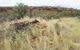 Original Glen Helen Homestead - thumb 1