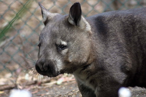 Peel Zoo - Northern Rivers Accommodation 0