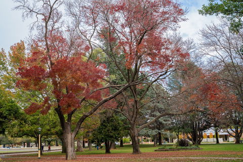 Queanbeyan Central Park - Northern Rivers Accommodation 1