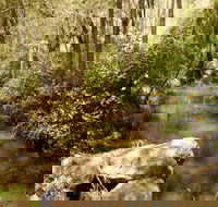 Sandy Creek Track - Northern Rivers Accommodation